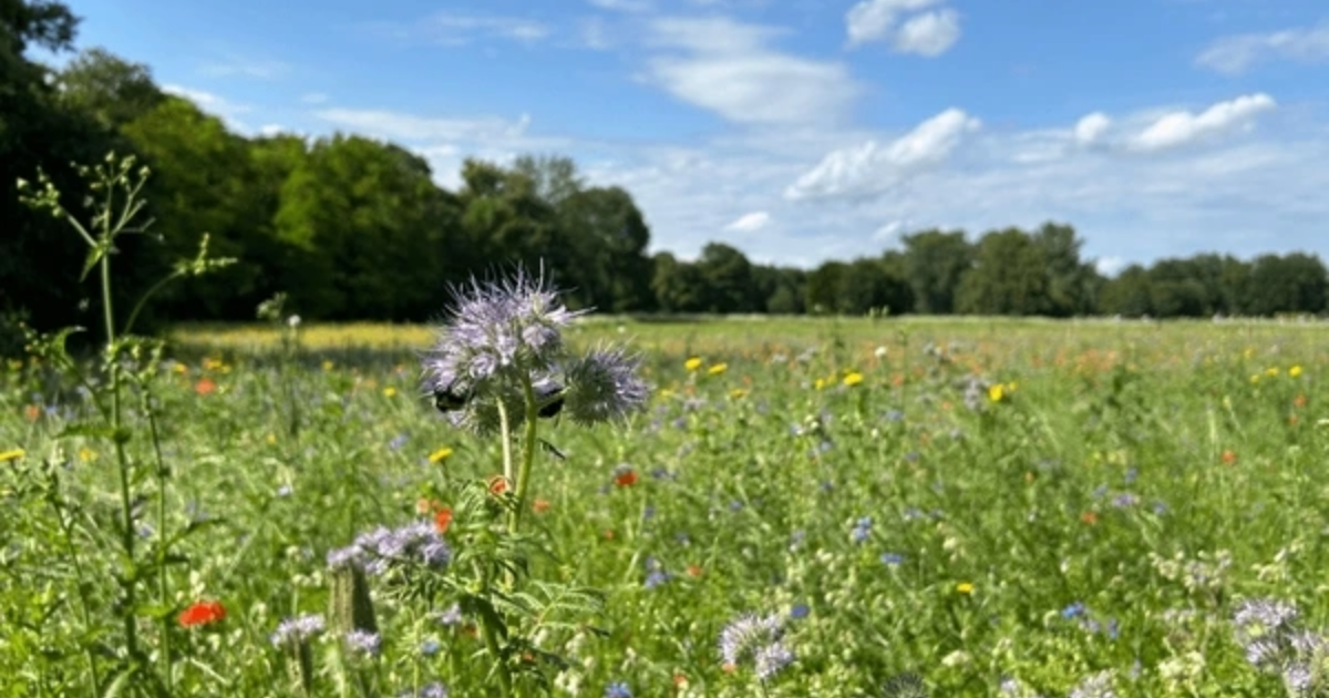 Wildflowers blooming in a lush field, with a backdrop of blue skies and forest.