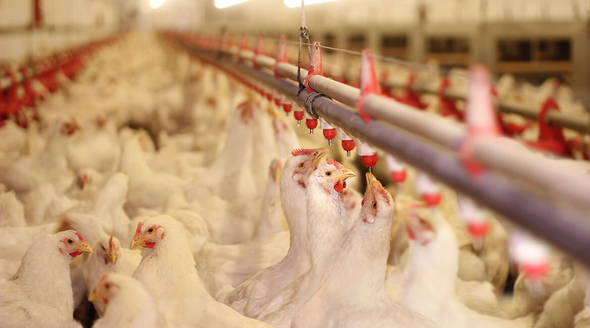 Modern poultry farm with chickens near feeding system.