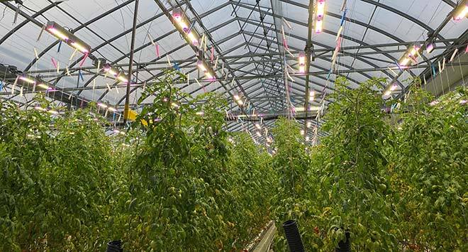 Advanced greenhouse with LED lighting promoting plant growth in a controlled environment.