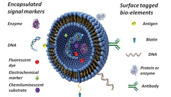 Functioning of a liposome