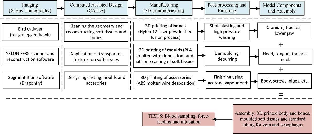 Advanced technology university process flow for 3D printing a bird model from imaging to assembly.