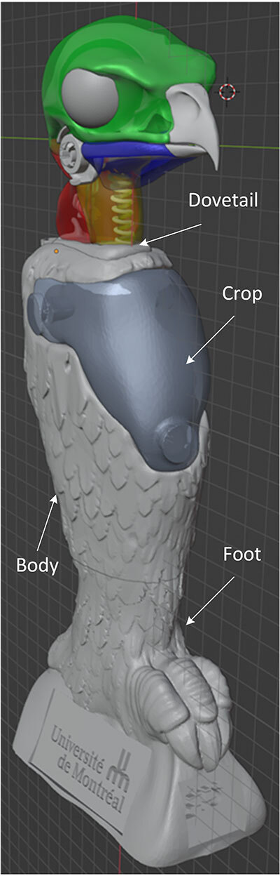 3D model of an avian structure, labeled with parts, created at Université de Montréal.