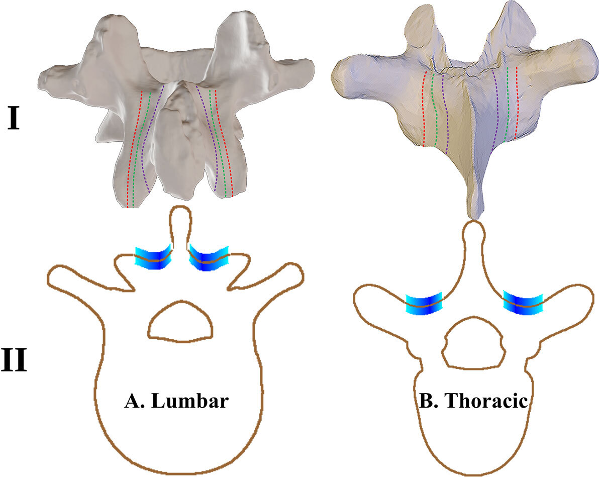 Lamina Landmark Labeling Protocol at lumbar and thoracic levels